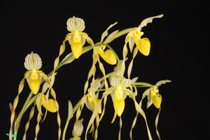 Paph. philippinense f. alboflavum SVO